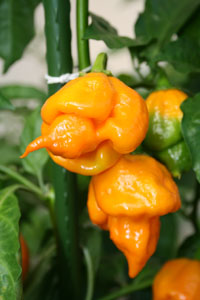 Trinidad Scorpion Orange